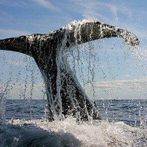 Ballenas jorobadas regresan nuevamente a las aguas dominicanas