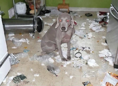 Las 10 cosas favoritas que a los perros les gusta destruir (FOTOS)