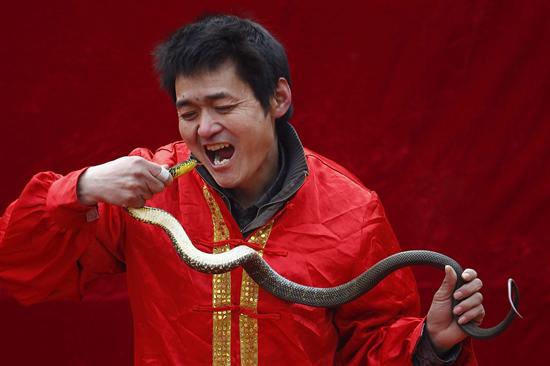 El sorprendente acto de un chino tragándose una serpiente (Fotos)