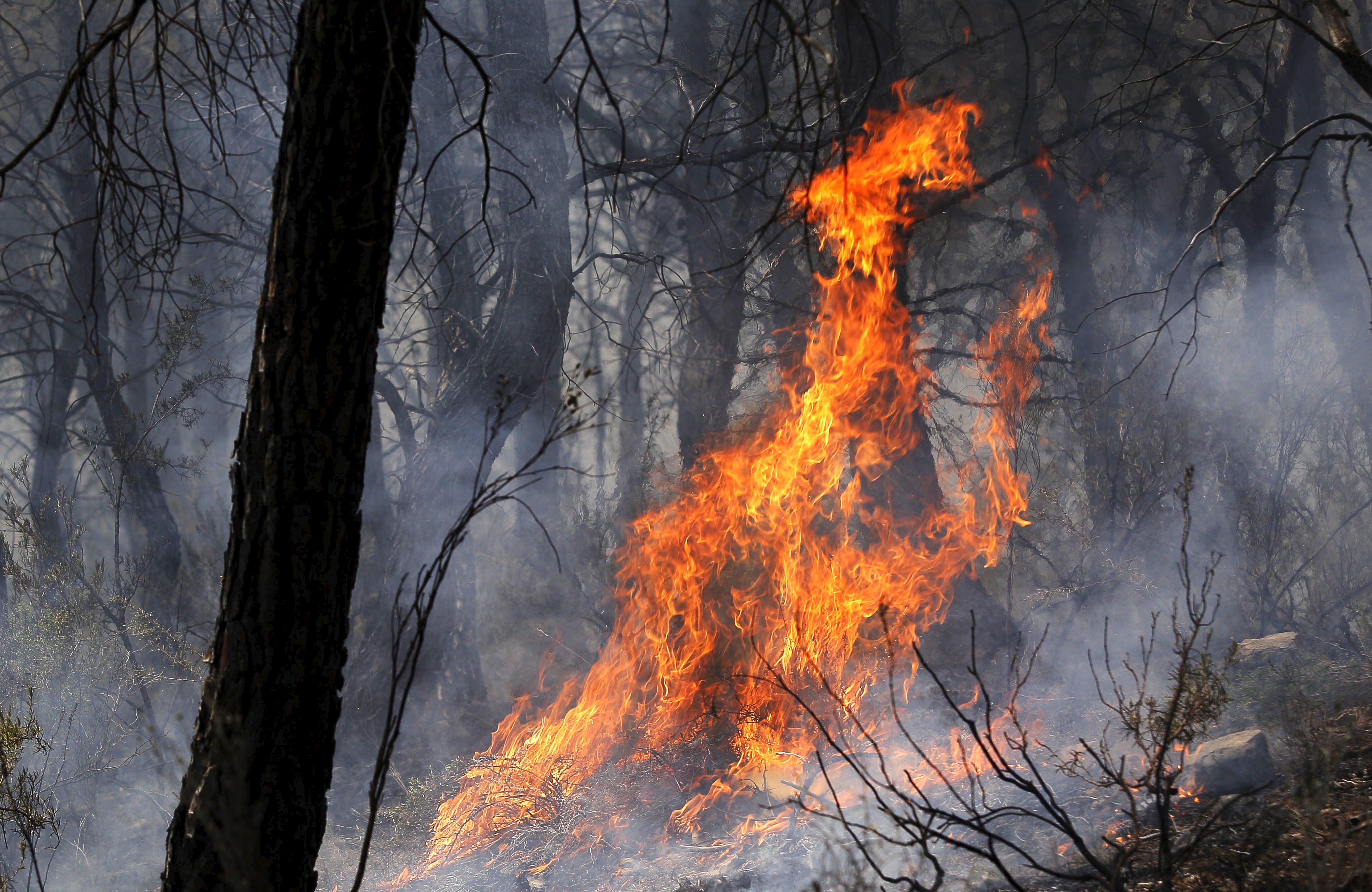 Incendios han afectado más de 300 hectáreas en San Juan de los Morros