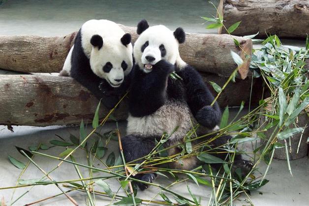 Osos pandas afectados por el terremoto en China tuvieron que recibir atención psicológica