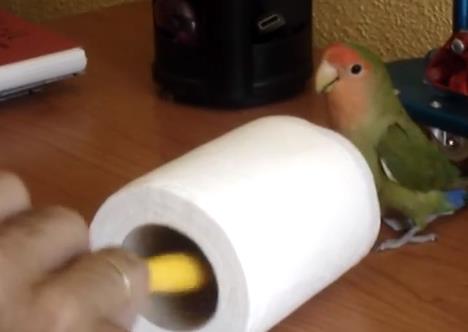 Qué cómico al agaporni también le gusta el papel higiénico (Fotos + Video)