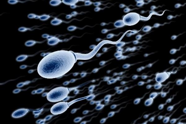 ¿Sabes cuánto viven tus espermatozoides después de la eyaculación?