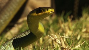 Conviviendo con serpientes (Video)