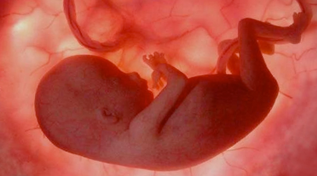 ¿Será posible la gestación de humanos fuera del útero?