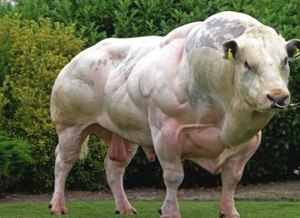 ¿Habías visto un toro más musculoso que éste? (Foto + sin esteroides)