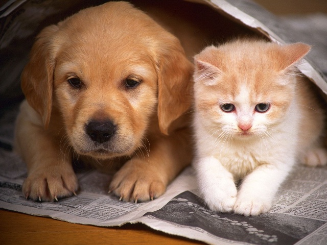 ¿Cuál mascota es más aseada, el gato o el perro?