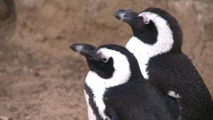 Unión gay entre pingüinos (Video)