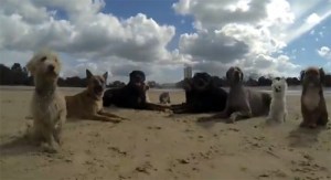 Perritos disfrutaron de la playa al ritmo de “Happy” (Video)