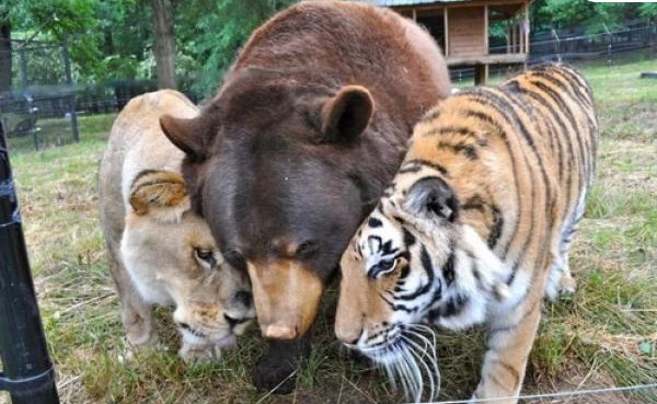 ¡Increíble! Conoce la bonita amistad entre un oso, un león y un tigre (Fotos+Video)