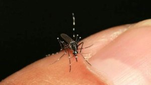 Reportan seis nuevos casos importados de Chikungunya