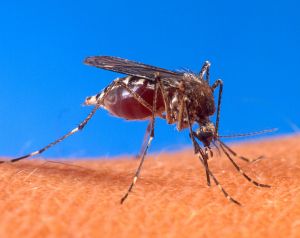 Al menos 35 casos de Chikungunya en Venezuela son autóctonos