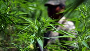 La ONU preocupada por legalización del cannabis en cinco regiones de EEUU