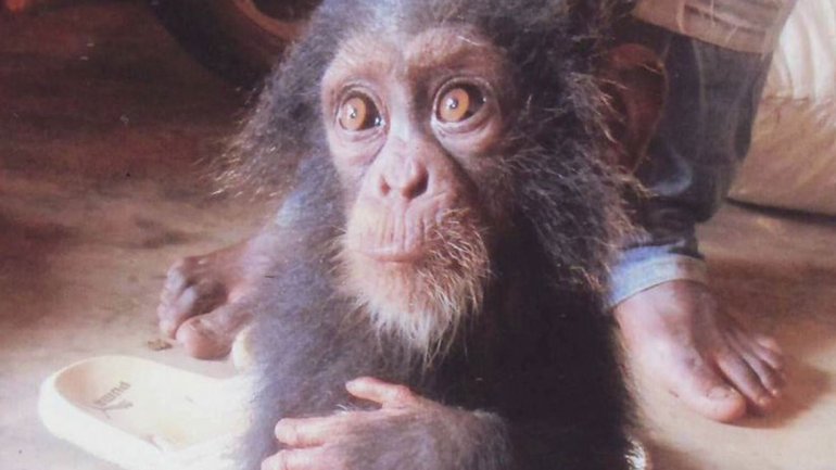 ¡Desgarrador!  Bebé chimpancé llora al ver a su familia mutilada