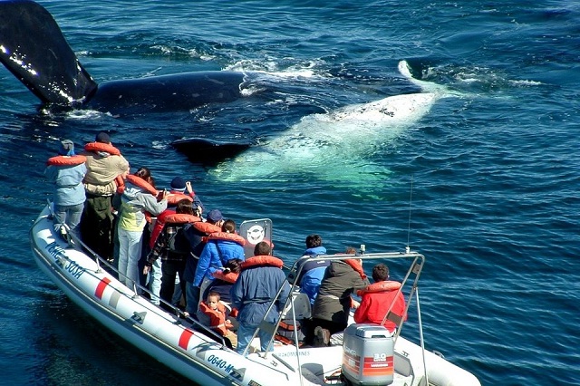 App protege a ballenas de choques en época de avistamientos