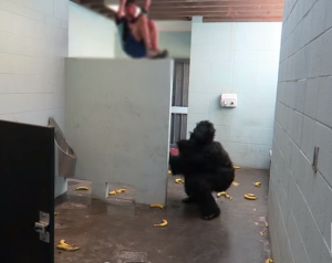 “Gorila” causa pánico en el baño de hombres (Video)