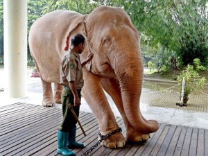 Mianmar captura a su noveno elefante blanco