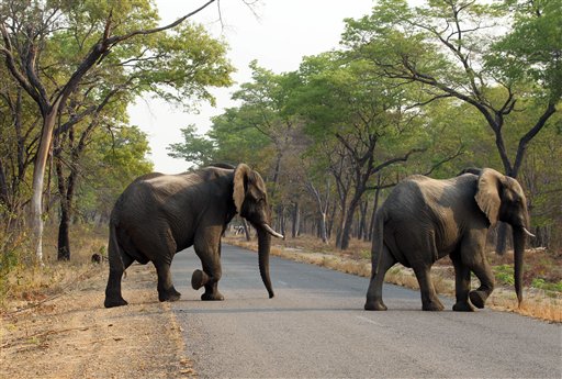 En Zimbabue arrestan a cinco personas por envenenamiento de elefantes