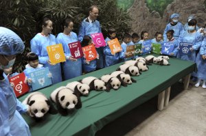 Trece bebés panda, entre ellos seis parejas de gemelos, presentados en China
