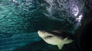 Australia utilizará drones para evitar ataques de tiburones