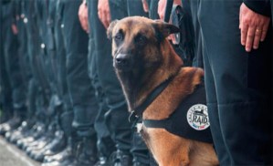 Una perra policía abatida por los asediados del operativo de Saint-Denis