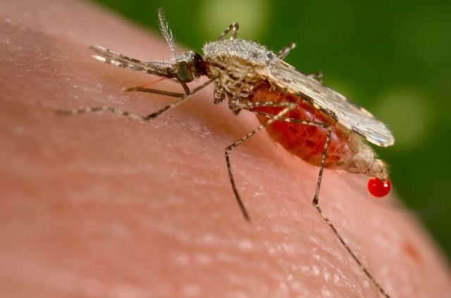 Se han reportado 143.987 casos de malaria en lo que va de año