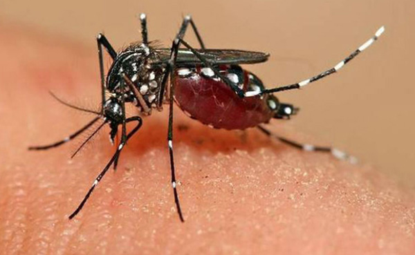 Confirman dos enfermos por Zika en Honduras