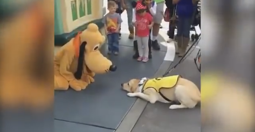 La bonita reacción de un perro guía al conocer a Pluto en Disneyland (Video)
