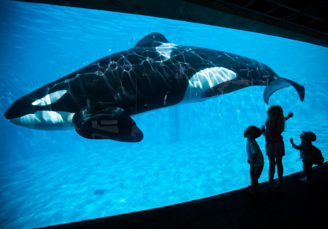 SeaWorld abrirá un parque temático sin orcas en Abu Dhabi