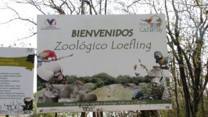 Continúa búsqueda de puma extraviada en zoológico de Puerto Ordaz