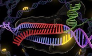Describen una nueva maquinaria de reparación de errores en el ADN