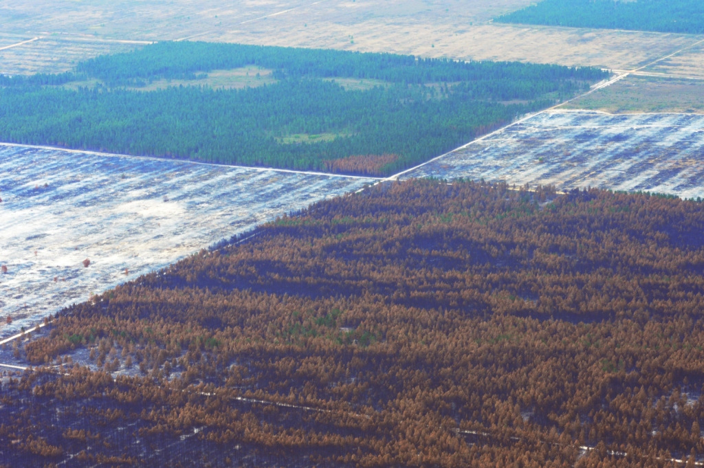 Diputada Hernández sobre Maderas del Orinoco: Se quemaron más de 15 mil hectáreas de pino