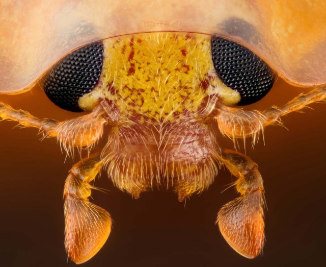 Sección de la cabeza de una mariquita naranja, Halyzia sedecimguttata (10x). Geir Drange, Noruega