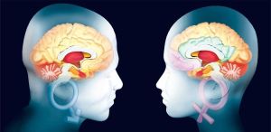 Hombres vs. mujeres ¿quién tiene el cerebro más grande?