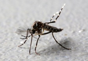 La infección por zika puede aumentar el riesgo de sufrir un dengue más grave