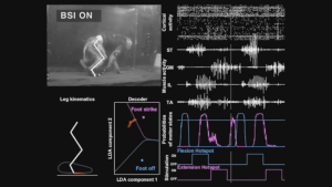 Monos paralíticos vuelven a caminar gracias a implantes cerebrales (Video)