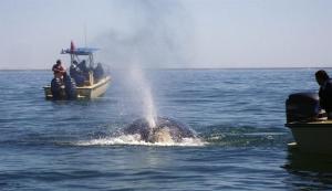 Ballenas grises migran al sur en busca de aguas más cálidas, señala estudio
