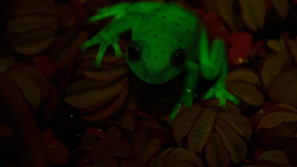 ¡OMG!… La primera rana fluorescente la encontraron en Argentina