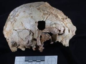 Un cráneo de 400.000 años podría explicar el misterio del origen del Neandertal