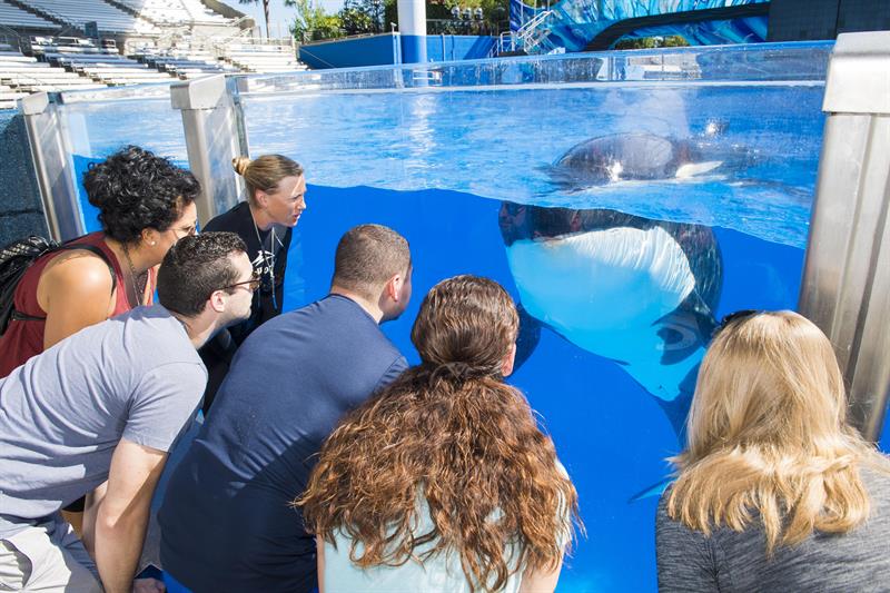 SeaWorld ofrecerá un encuentro más natural con las orcas (fotos)