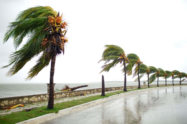 A broken palm tree is seen at the seafront of Caibarien after the passage of Hurricane Irma, Cuba, September 9, 2017. REUTERS/Alexandre Meneghini