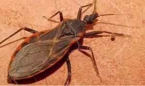 Podemos alcanzar la cura definitiva del mal de Chagas