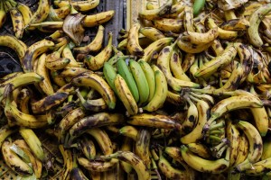Arlen Romero: Productores de plátanos afectados por escasez de combustible en el Sur del Lago