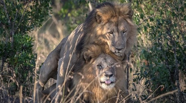 ¡WTF! El escándalo de los leones gays: Piden que sean sometidos a terapia