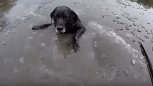 El emotivo rescate de un perro atrapado en un río congelado (VIDEO)