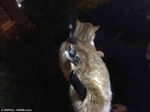 Un gato sobrevivió milagrosamente al ser atravesado por tres barras de una reja (Fotos)