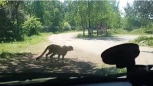 ¡Aterrador! El momento en que una manada de guepardos persigue a una madre y su bebé (Video)