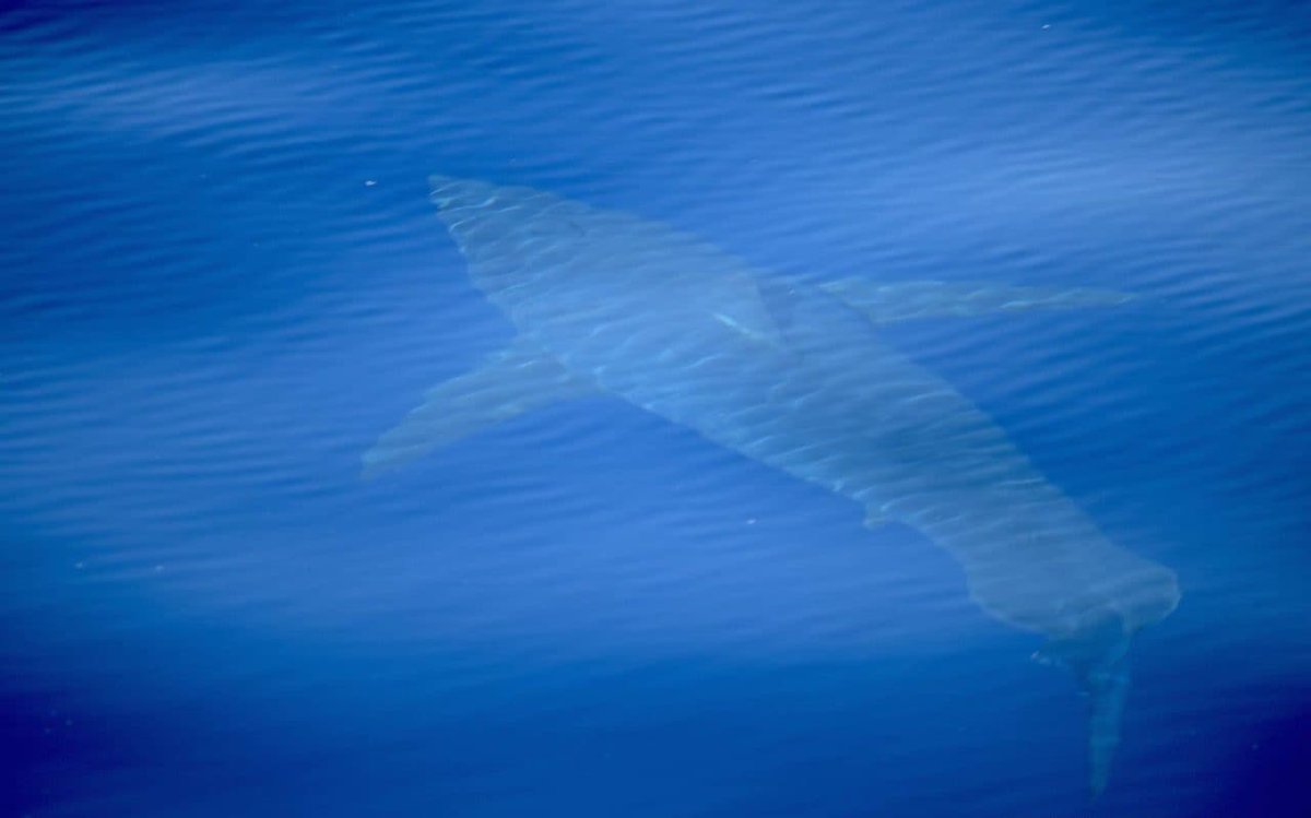 Hallan tiburón blanco en aguas españolas por primera vez en décadas (Video)