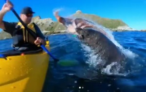 VIRAL: Un león marino golpea a un piragüista con un pulpo (video)