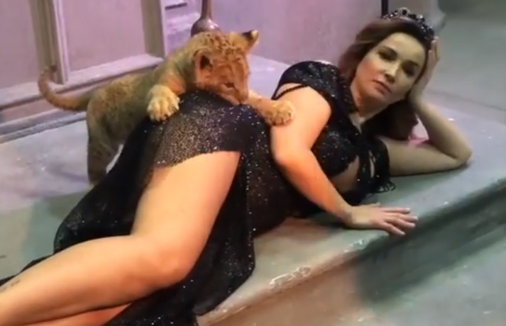 ¡Adorable! Mira lo que le muerde este travieso cachorrito de león a una presentadora rusa (VIDEO)